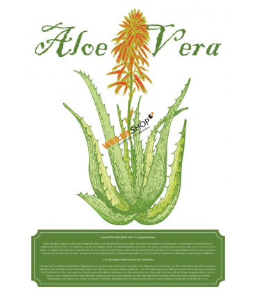 Aloe Vera Vintage – Plakat DIN A1